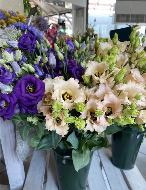 Euroflorist Euroflorist