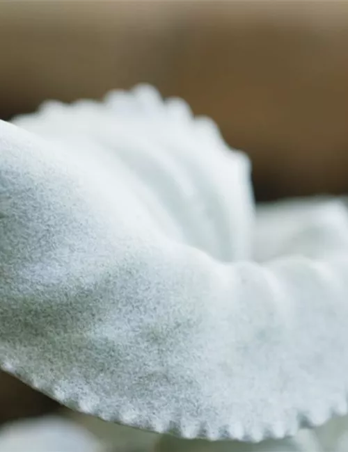 Silberblatt (Senecio) - Einpflanzen im Garten Silberblatt (Senecio) - Einpflanzen im Garten