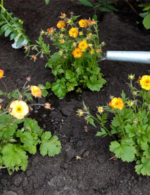 Nelkenwurz - Einpflanzen im Garten Nelkenwurz - Einpflanzen im Garten