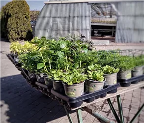 Kräuterwochen mit Leckereien im Café Garten  Kräuterwochen mit Leckereien im Café Garten