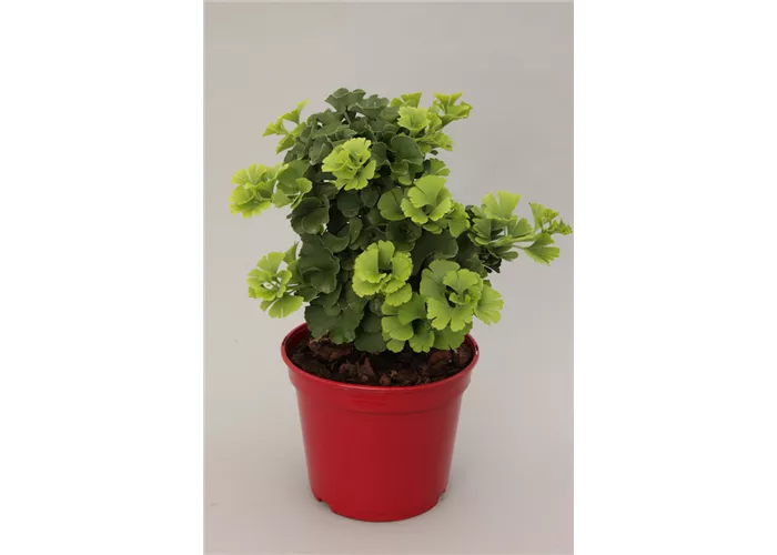 Ginkgo biloba 'Troll' Ginkgo biloba 'Troll'