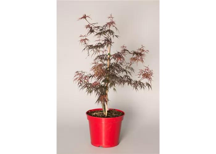 Acer palmatum 'Firecracker' Acer palmatum 'Firecracker'