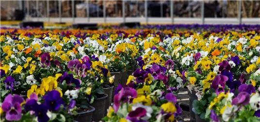 Gemüsepflanzen & Frühblüher aus eigener Produktion  Gemüsepflanzen & Frühblüher aus eigener Produktion