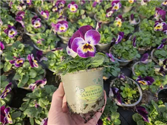 Frühlingserwachen  Frühlingserwachen