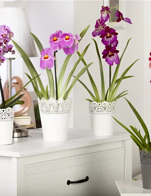 Zimmerpflanzen Zimmerpflanzen