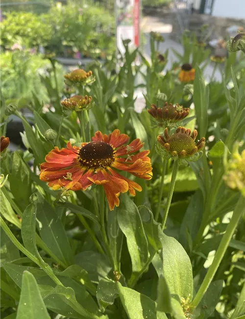 Stauden / Wasserpflanzen Stauden / Wasserpflanzen