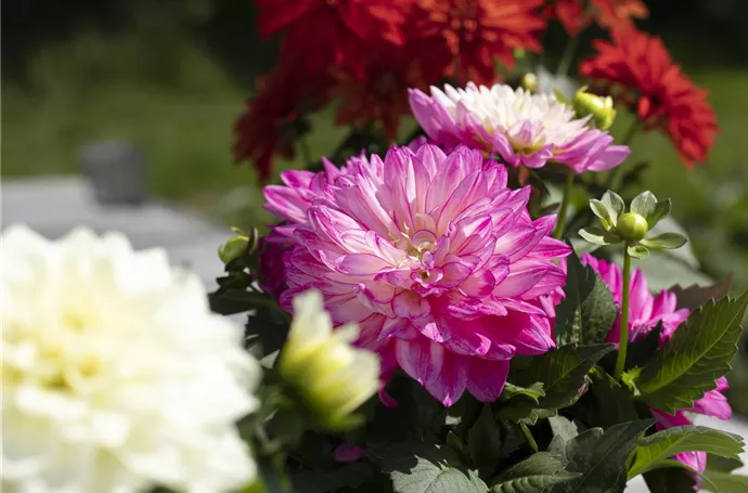 Herbstblumen kaufen und in den Garten holen