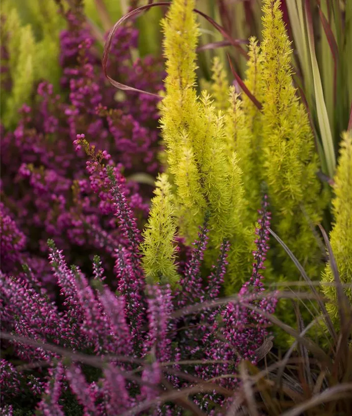 Herbstblumen kaufen bequem von zu Hause aus