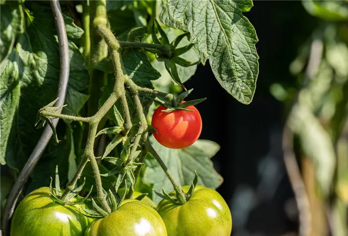 Solanum lycopersicum