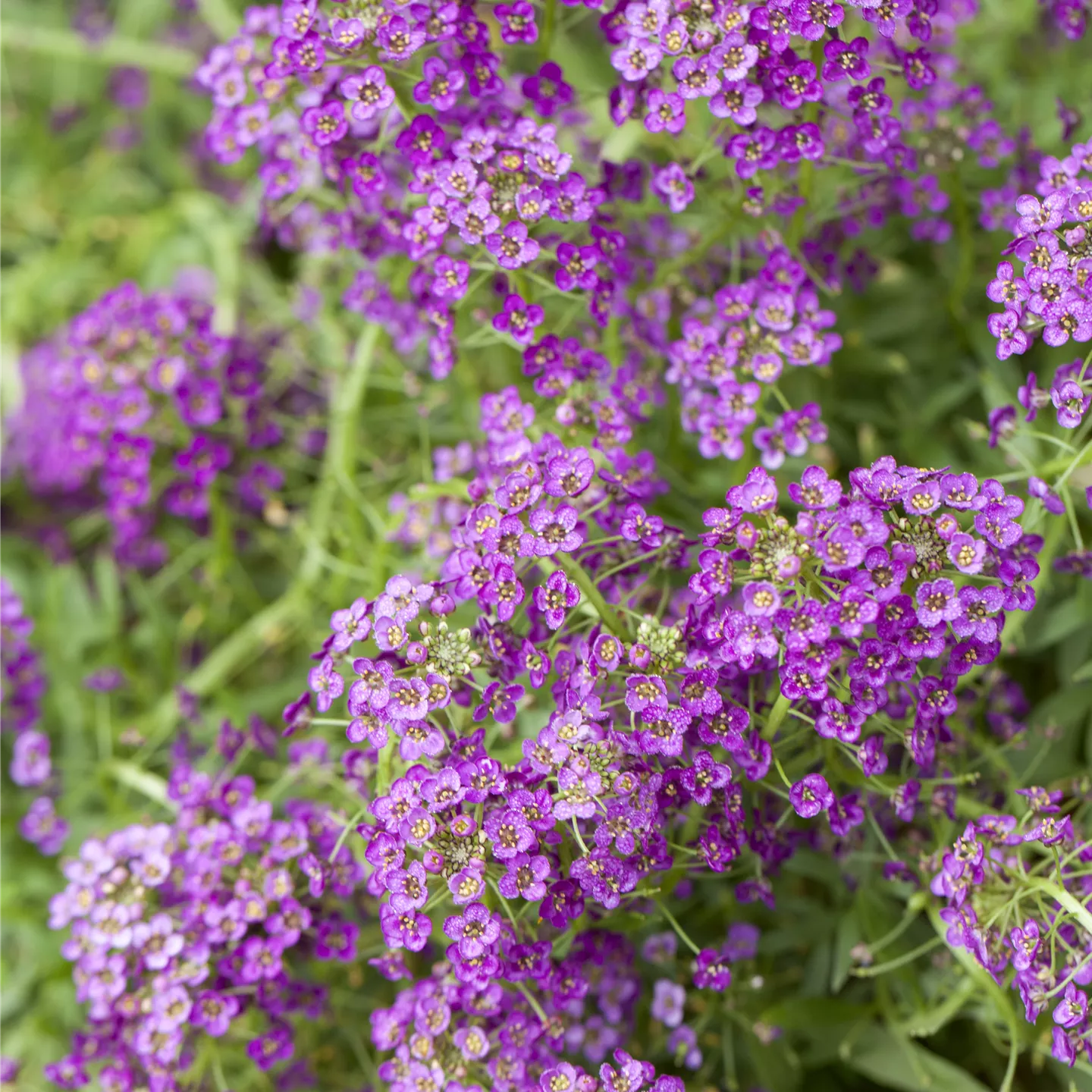 Lobularia maritima