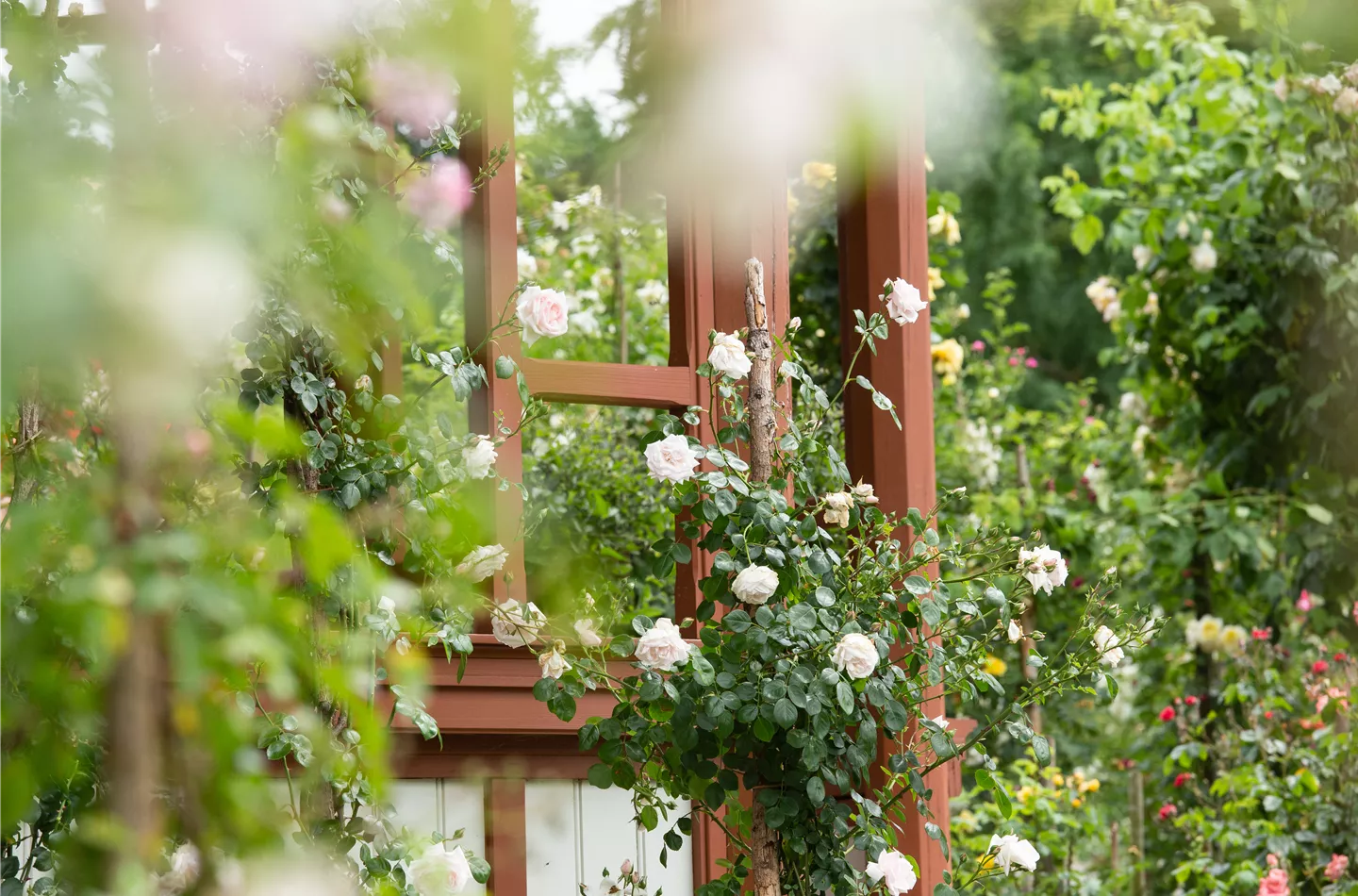 Ein Rosengarten wirkt märchenhaft schön