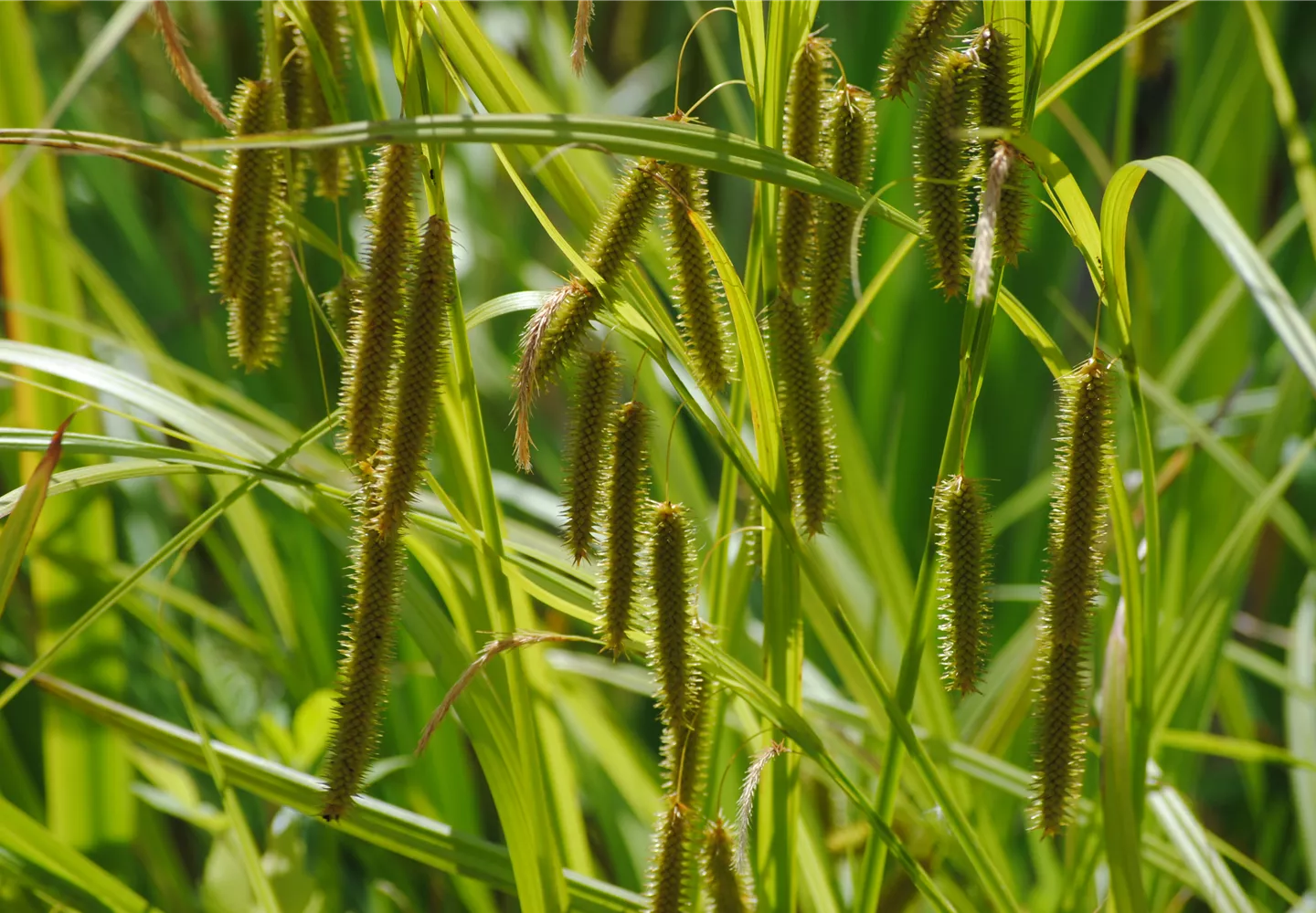 Sommerblühende Gräser werten den Garten auf