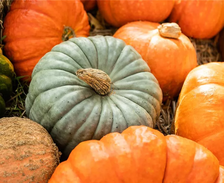 Kürbiszeit gehört zum Herbst