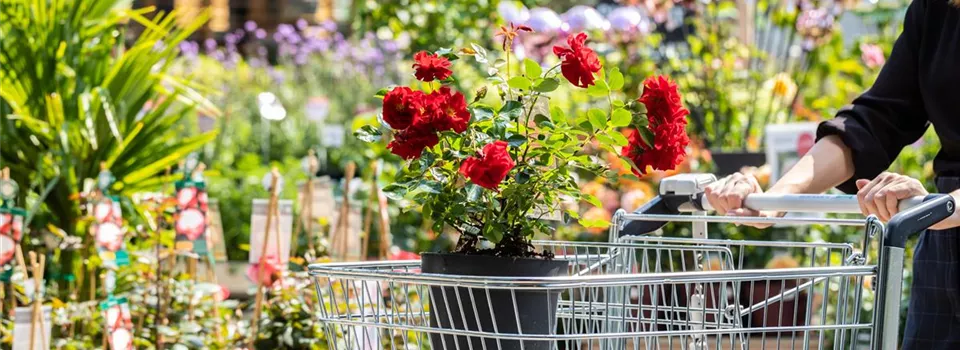 Frau im Gartencenter